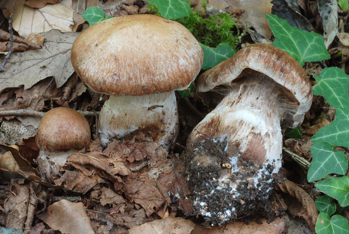 Cortinario da determinare